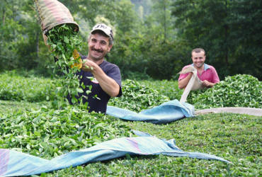 Tea Marketing Control Order amended to facilitate small tea growers with factories